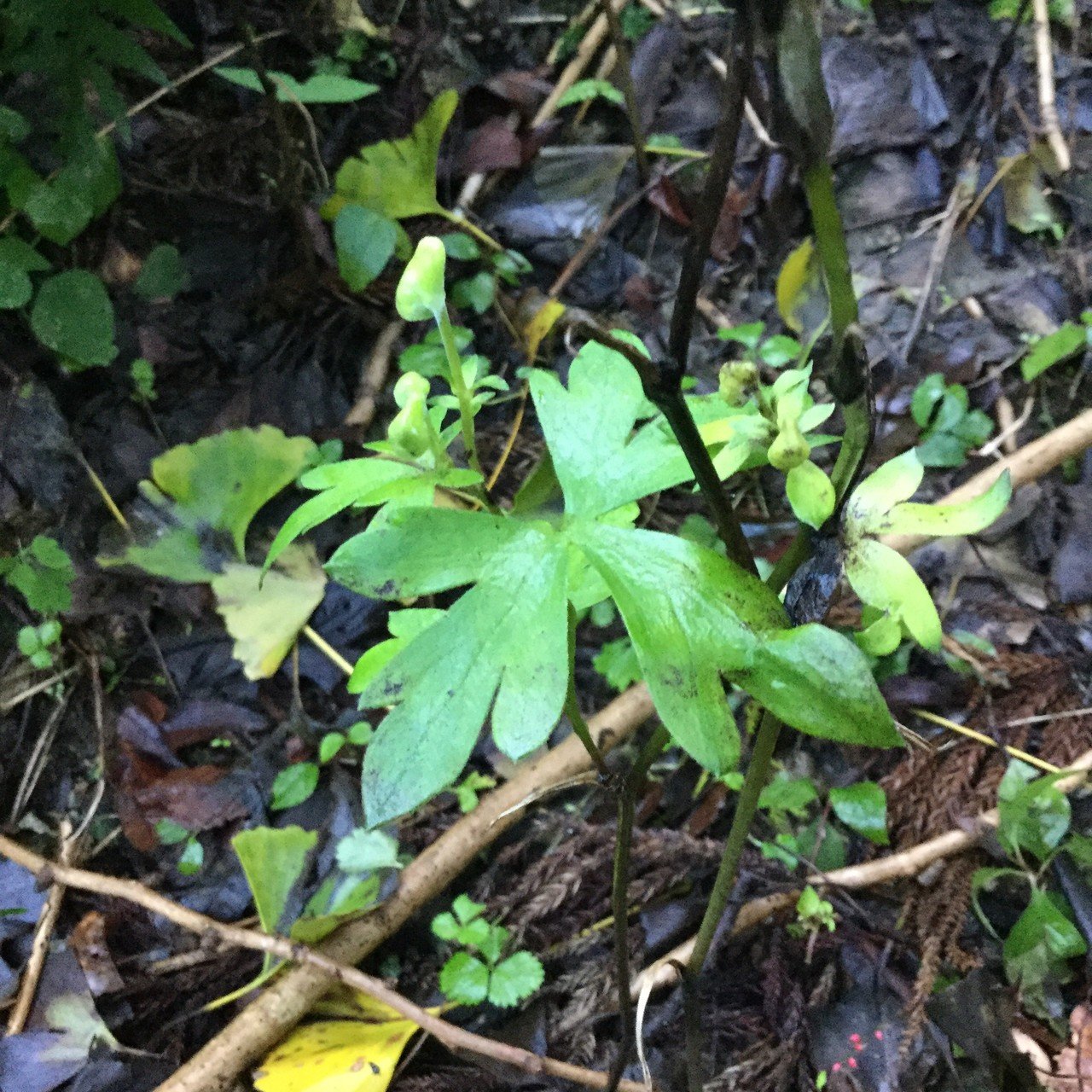 野草食日記 145 食べてはいけない トリカブト なな艸 Note 野草食日記 145 食べてはいけない トリカブト なな艸 Note