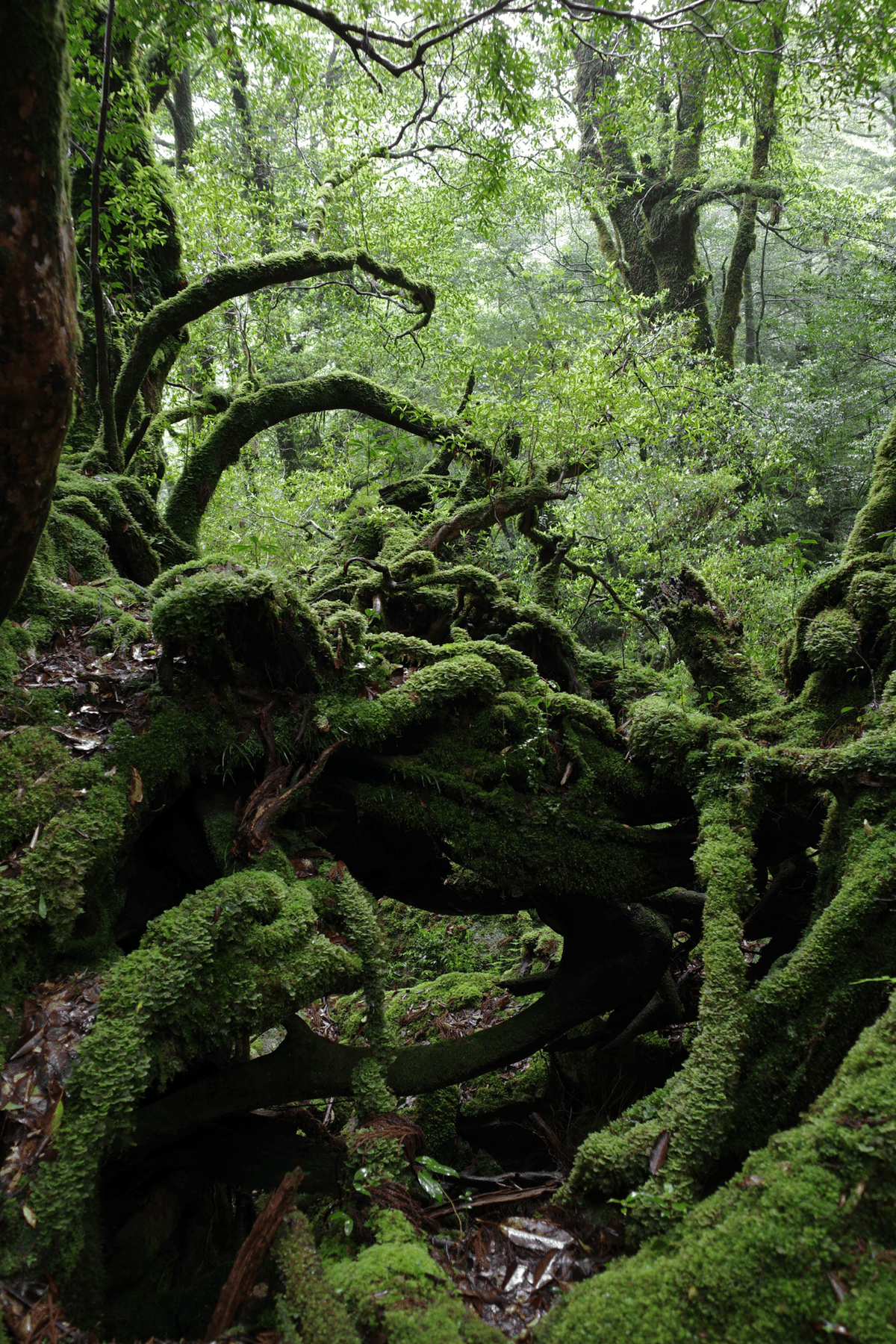 ジブリの世界が広がる苔むす森へ、雨の日こそ絶景に出会える