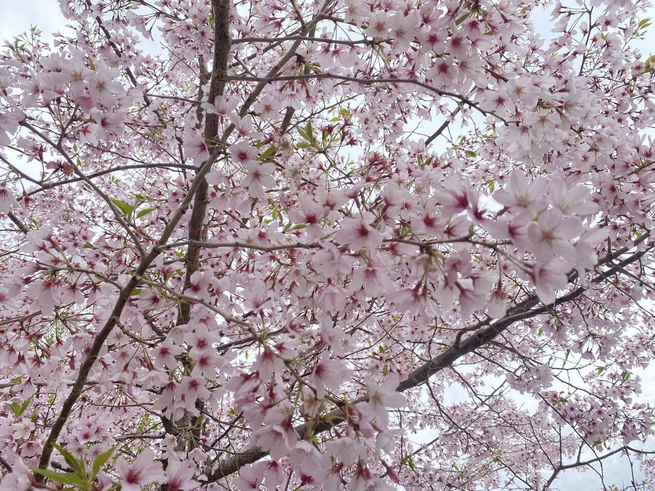 NZ日記🇳🇿｜雑草や花を美味しく食べる楽しさを知る｜ゆうか｜NZ