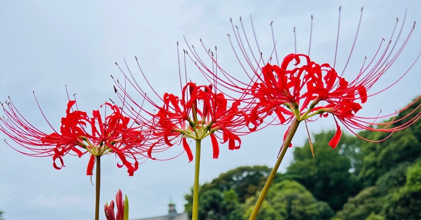 彼岸花@小石川植物園 2024｜ミント