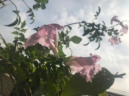 秋まで咲き続けるピンクノウゼンカズラ Phytolc Note