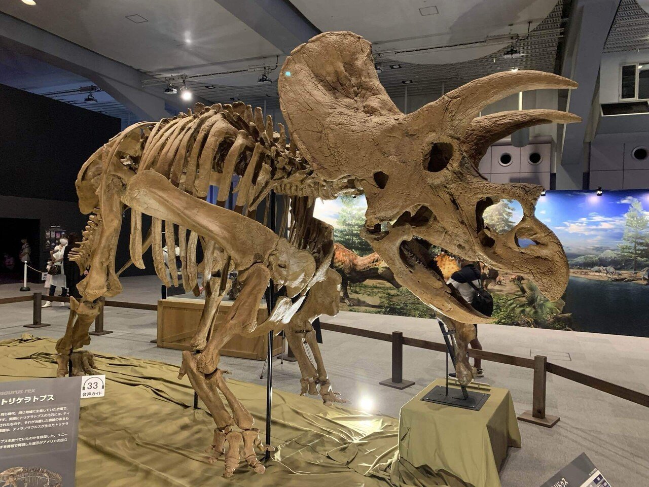 トリケラトプス恐竜 トリケラトプス｜鎧川 亮