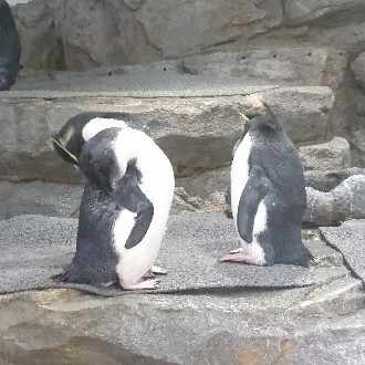 最新ペンギン いらすとや 動物の島