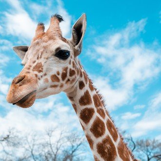バイリンガル子育てで小児科医に 言葉の発達が早い と驚かれた1歳児の話 のんびりキリンさん おうち英語 Note バイリンガル子育てで小児科医に 言葉の発達が早い と驚かれた1歳児の話 のんびりキリンさん おうち英語 Note