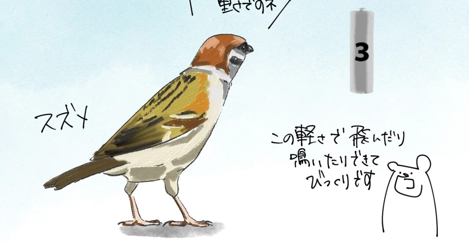 スズメの重さは単三乾電池｜くますけ｜自然ガイド・クリエイター