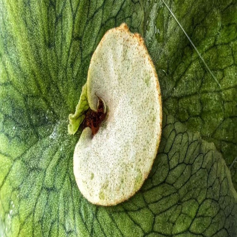 日本語でのビカクシダ情報が、薄くて古くて商売に偏りすぎなので