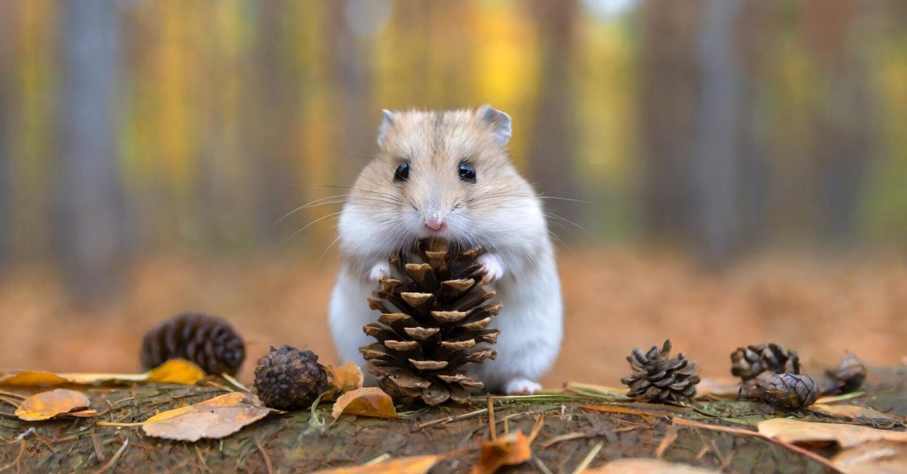 プリパラ オレンジハムスター Amazon | ハムスターパラダイス4 | ゲームソフト