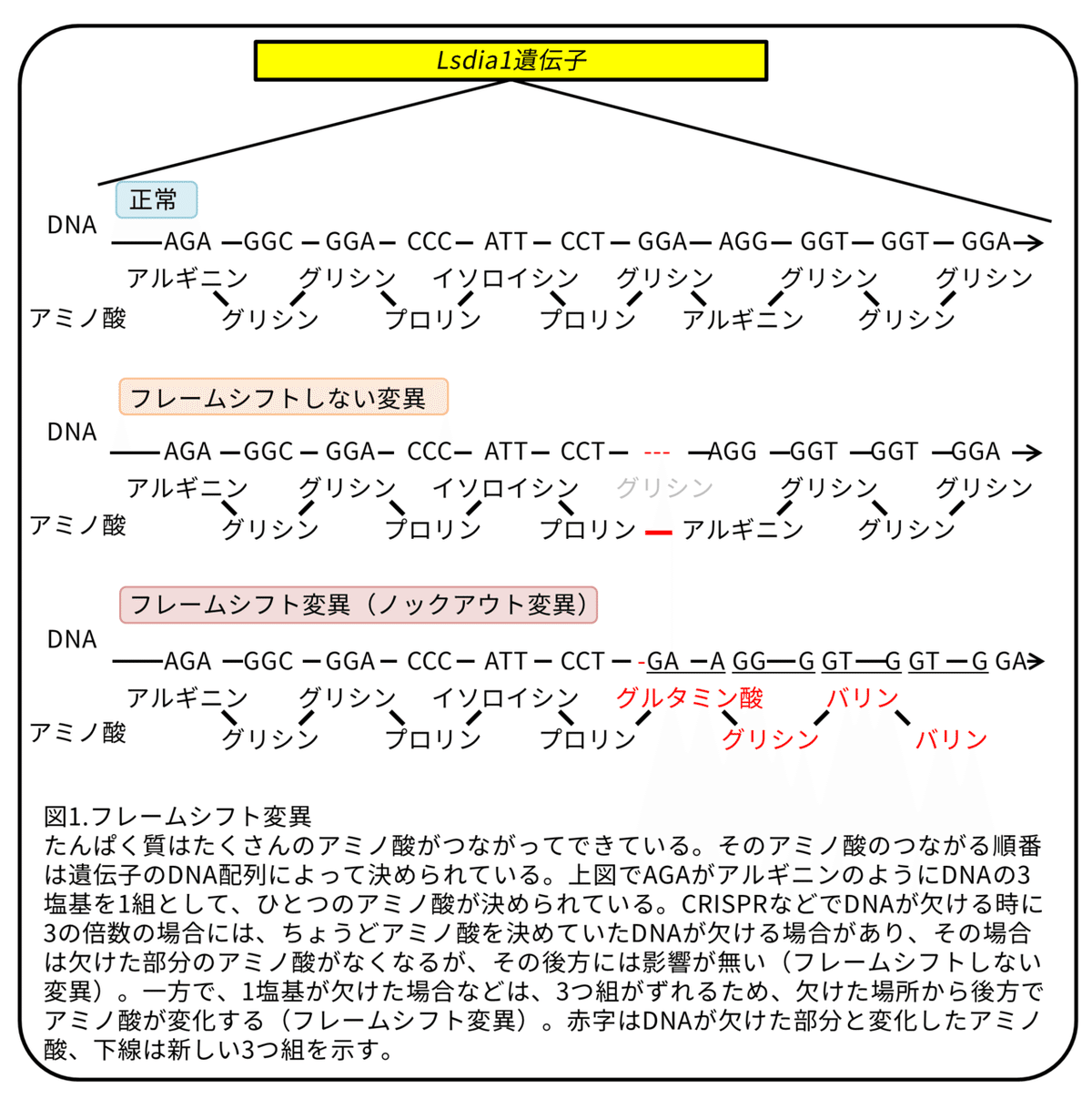 モノアラガイの貝殻 ～巻き方を決める遺伝子～ 論文紹介 簡易版