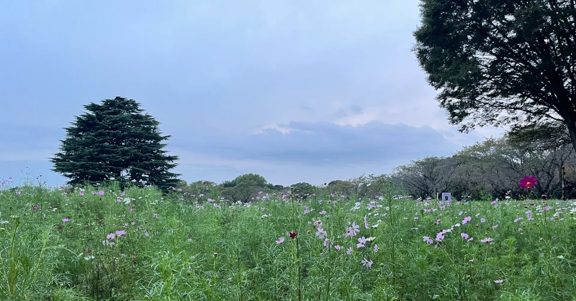津野米咲・赤い公園の音楽 42. 私｜rayf
