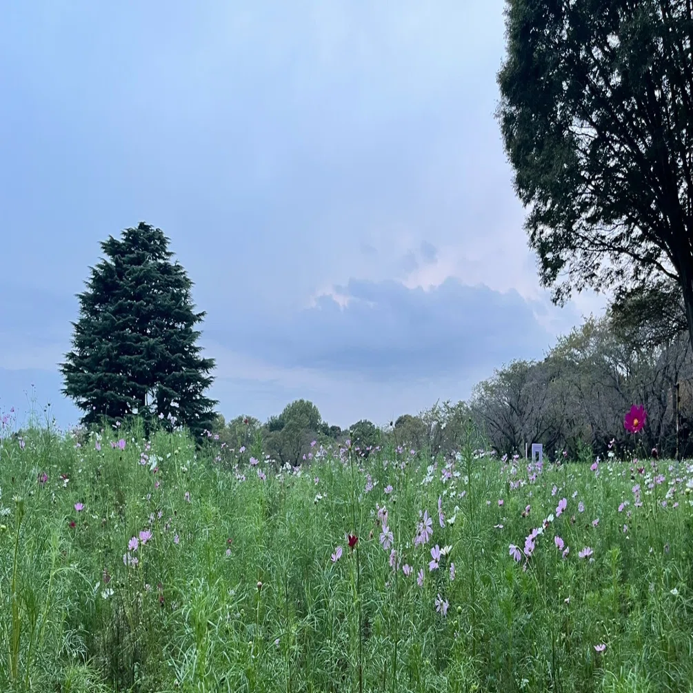 津野米咲・赤い公園の音楽 42. 私｜rayf