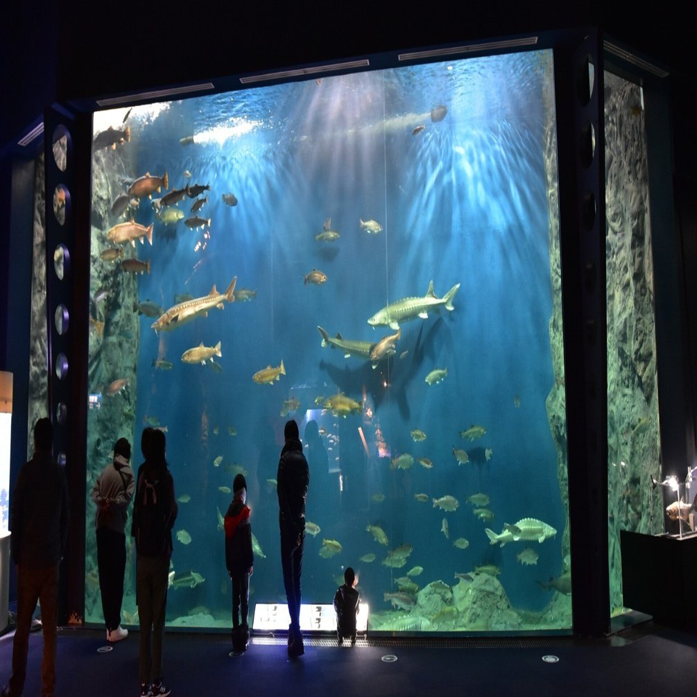 千歳市の「サケのふるさと千歳水族館」が30周年！｜花岡俊吾