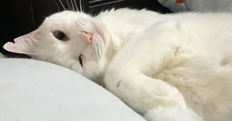 眠り猫 白猫 ねこ鏡餅 b(小) のこっ