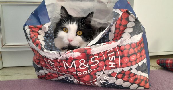 チェリーコーク 　　●おおた うに (著) Amazon.co.jp: チェリーコーク bottle1 (1) : おおた うに: 本