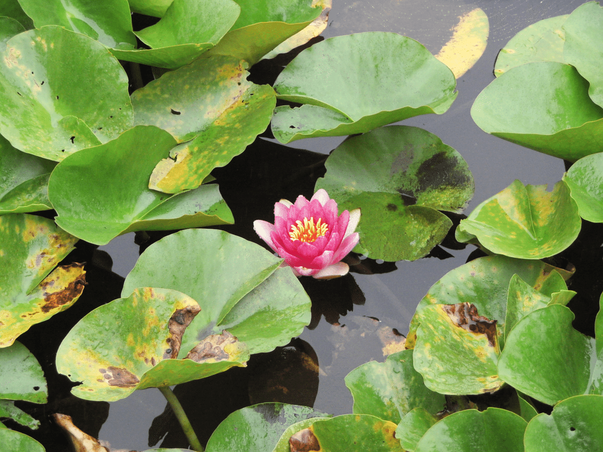 Kyocera Finecam M410Rで花を撮りに行こう|けいふ Kyocera Finecam M410Rで花を撮りに行こう|けいふ