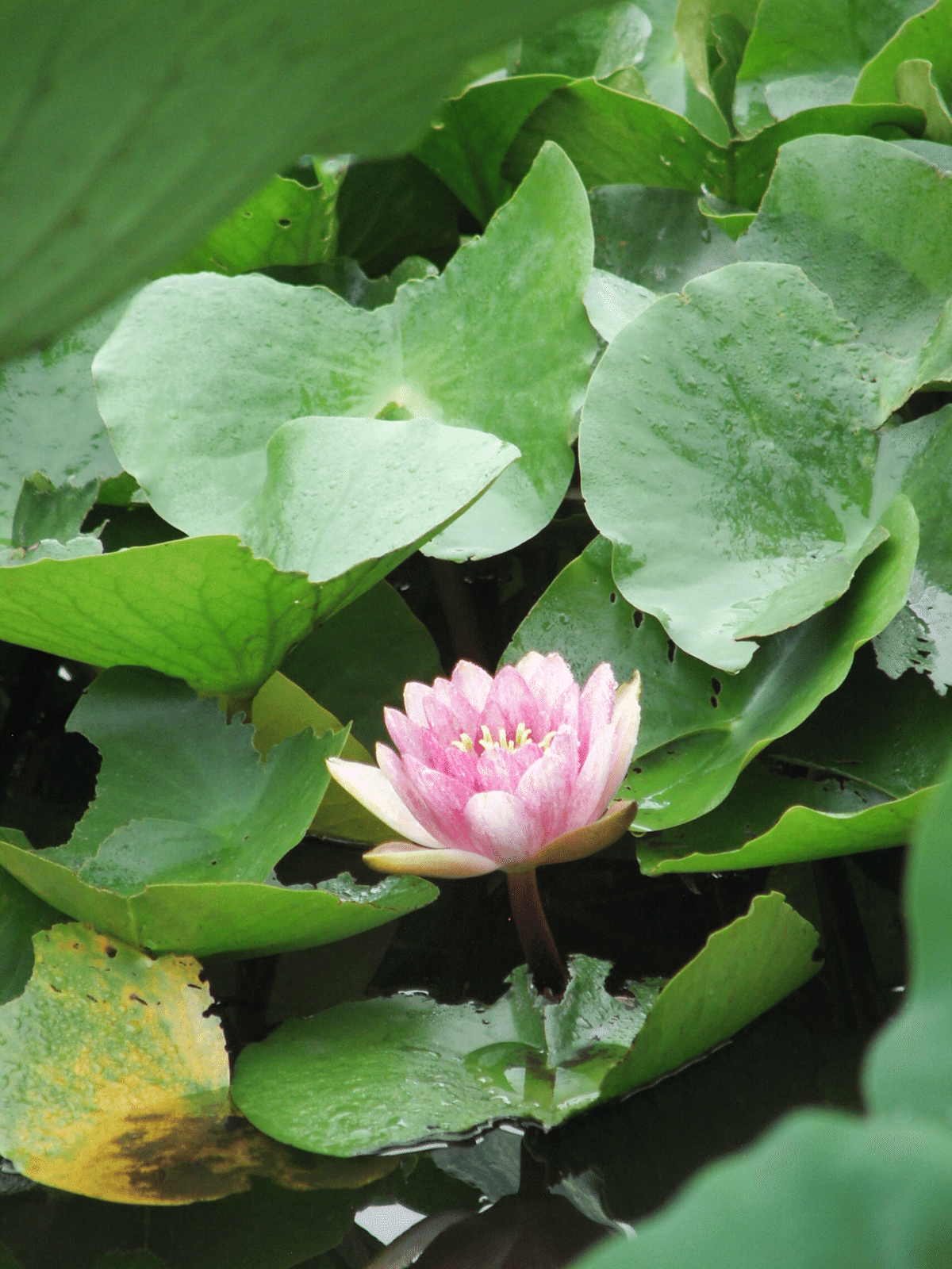 Kyocera Finecam M410Rで花を撮りに行こう|けいふ Kyocera Finecam M410Rで花を撮りに行こう|けいふ