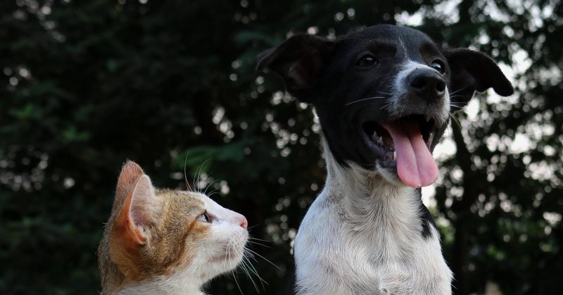犬と猫 どっちが最強か決めようじゃないか 今泉忠明 1行引用から140文字で紹介する実用書 Takemiー本訳家 Note 犬と猫 どっちが最強か決めようじゃないか 今泉忠明 1行引用から140文字で紹介する実用書 Takemiー本訳家 Note