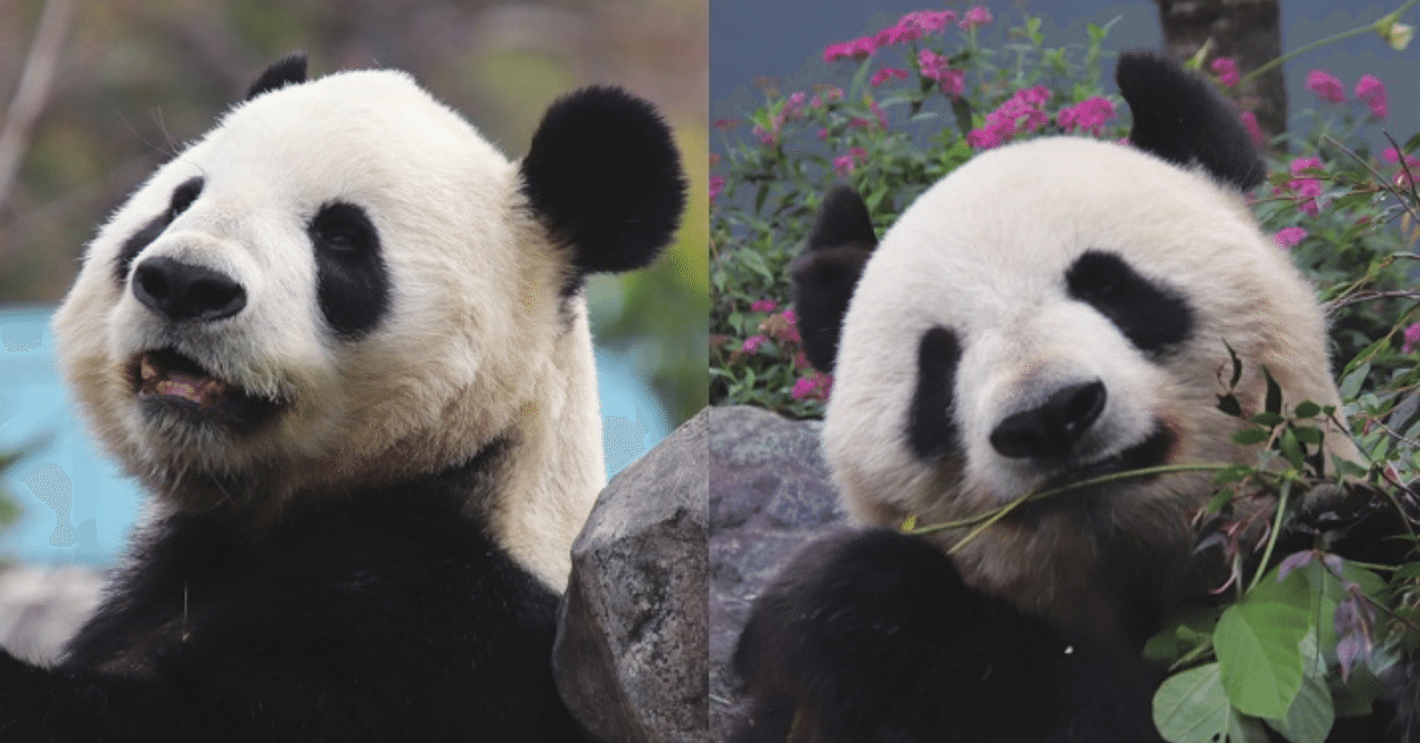 リーリー シンシン ポストカード 2011 上野動物園