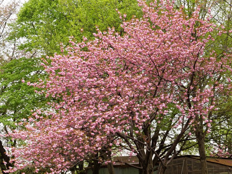 北本市子供公園 #桜
