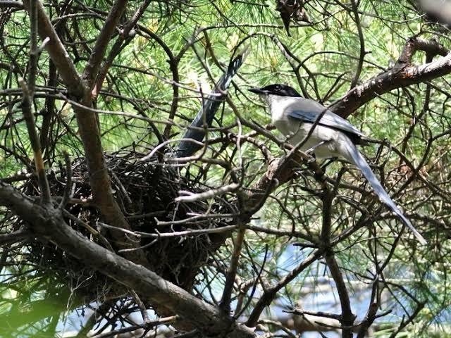 第617回 気になるオナガ 3回目 の生息数 翆野 大地 Note 第617回 気になるオナガ 3回目 の生息数 翆野 大地 Note