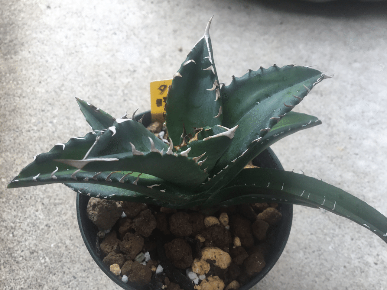 アガベ チタノタ 夕映厳龍 ソーラーエクリプス アガベ 夕映厳竜 Agave