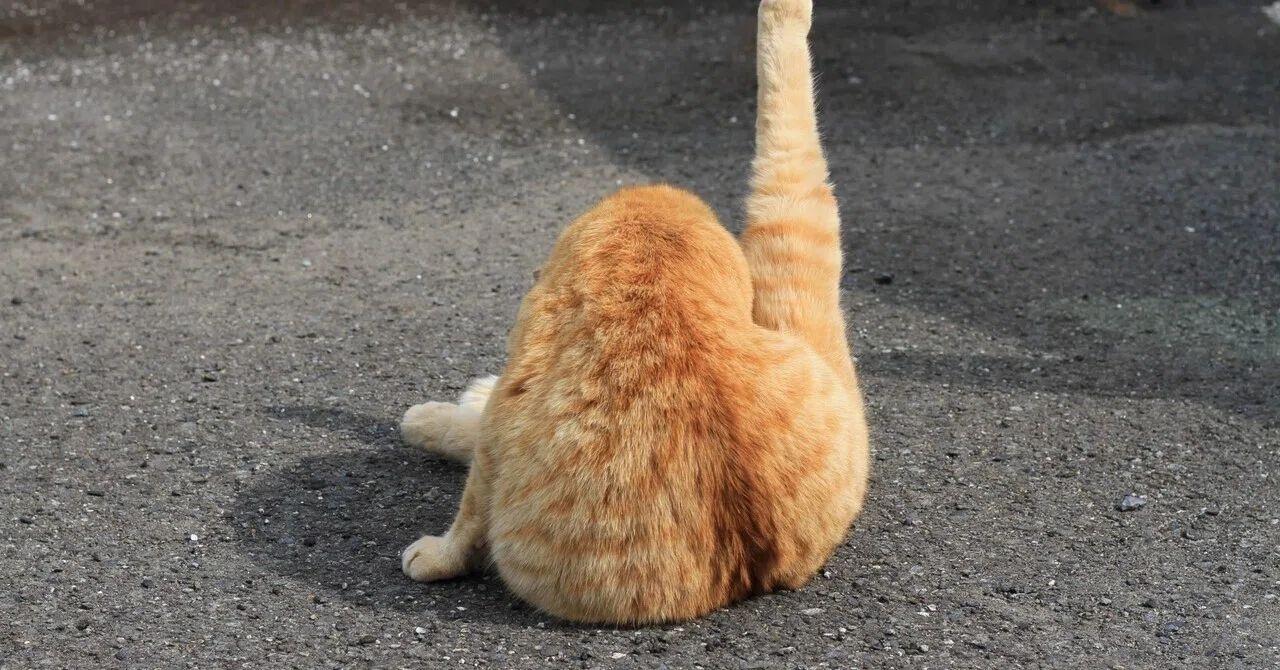 Veterinary Clinic Chart: One Leg Short?｜kazuyoshisan
