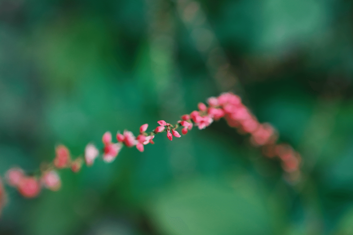 Nikon Z30 +単焦点 Nikkor MC 50mmの世界｜鈴木ユートピア