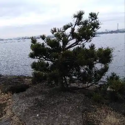 淡花野まつき
