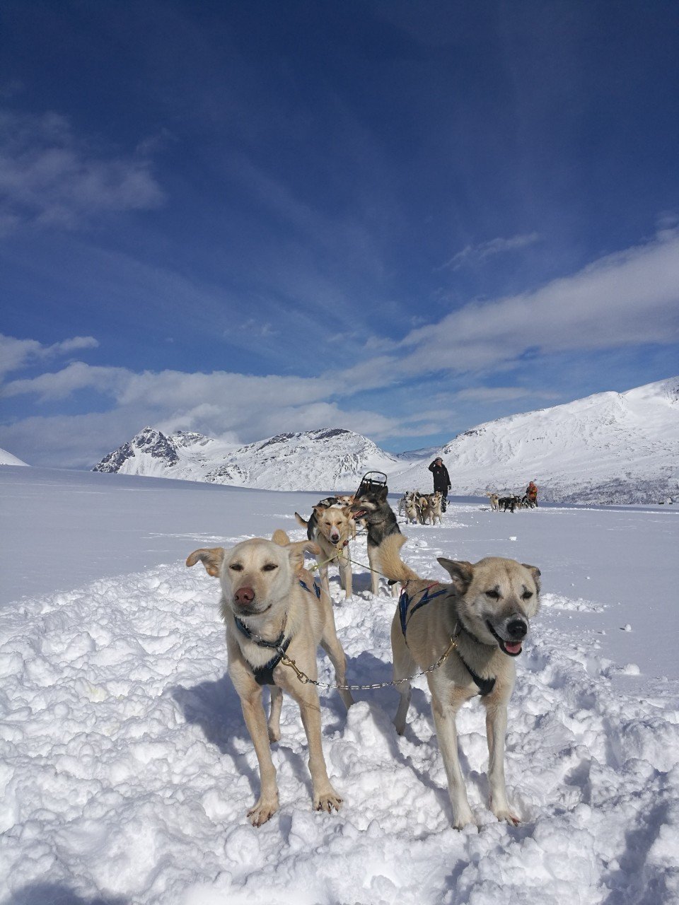 犬ぞり解説書(上)｜walkingthenorth