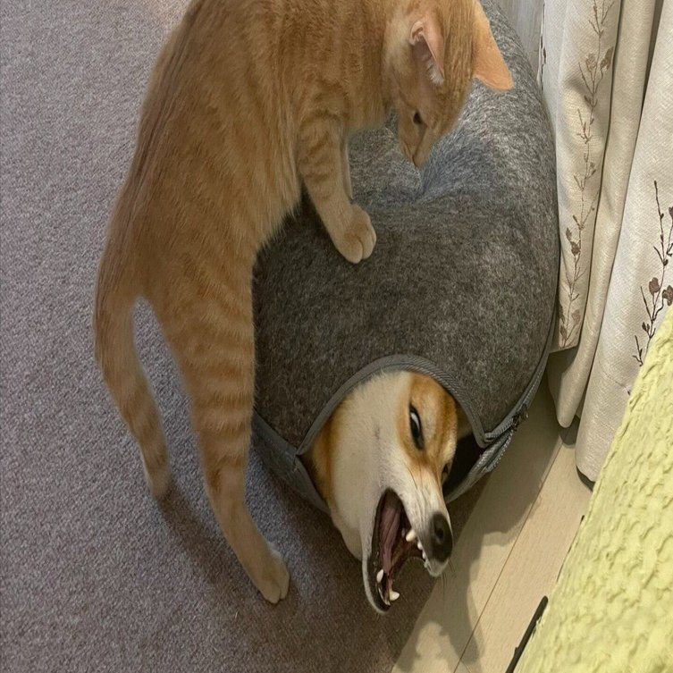 猫の策略にハマった柴犬が大苦戦！必死の形相で抵抗するワンちゃんの姿