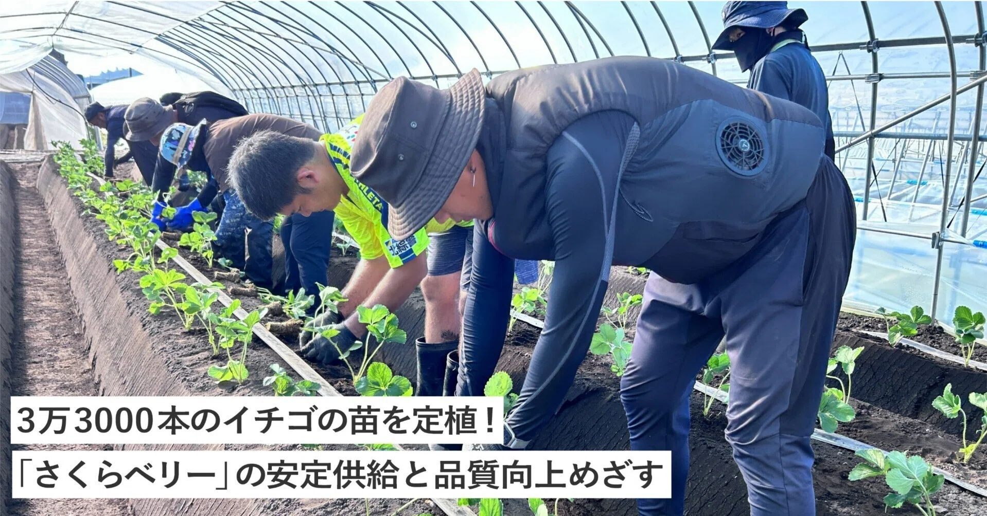 3万3000本のイチゴの苗を定植。「さくらベリー」の安定供給と品質向上