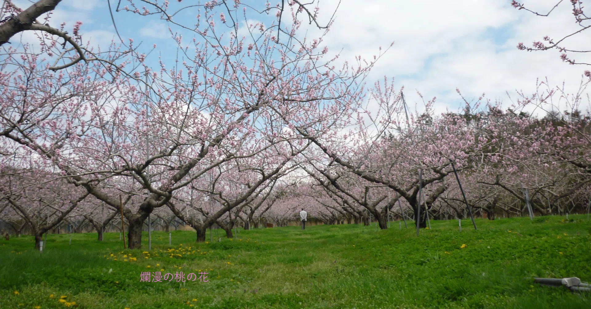 卯の花 に 兼房 見 ゆる 白 毛 かな 意味