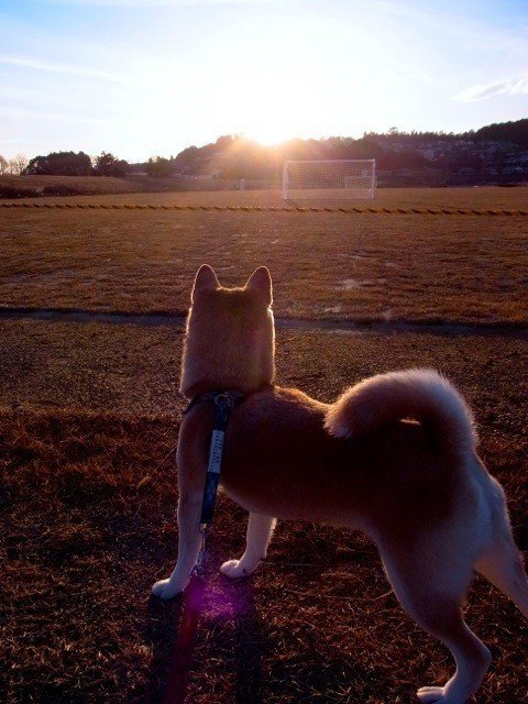 夕日に見とれるこまちさん。 #柴犬