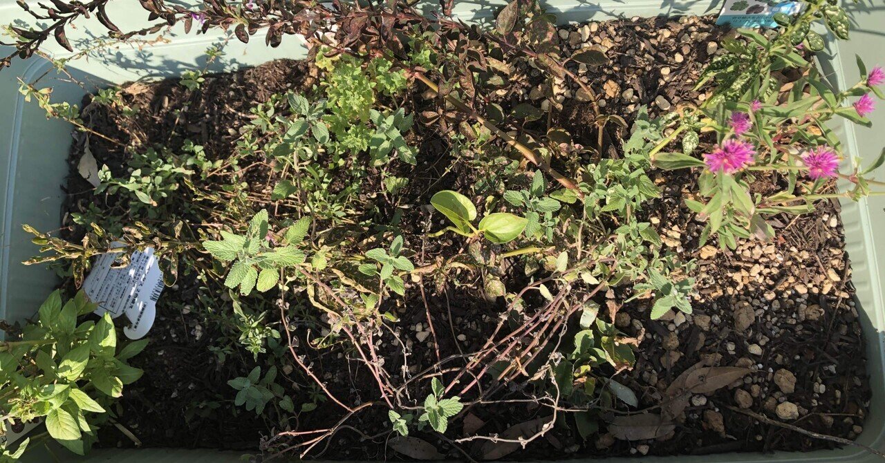 寄せ植えって難しい…手直ししました | キヨミのガーデニング