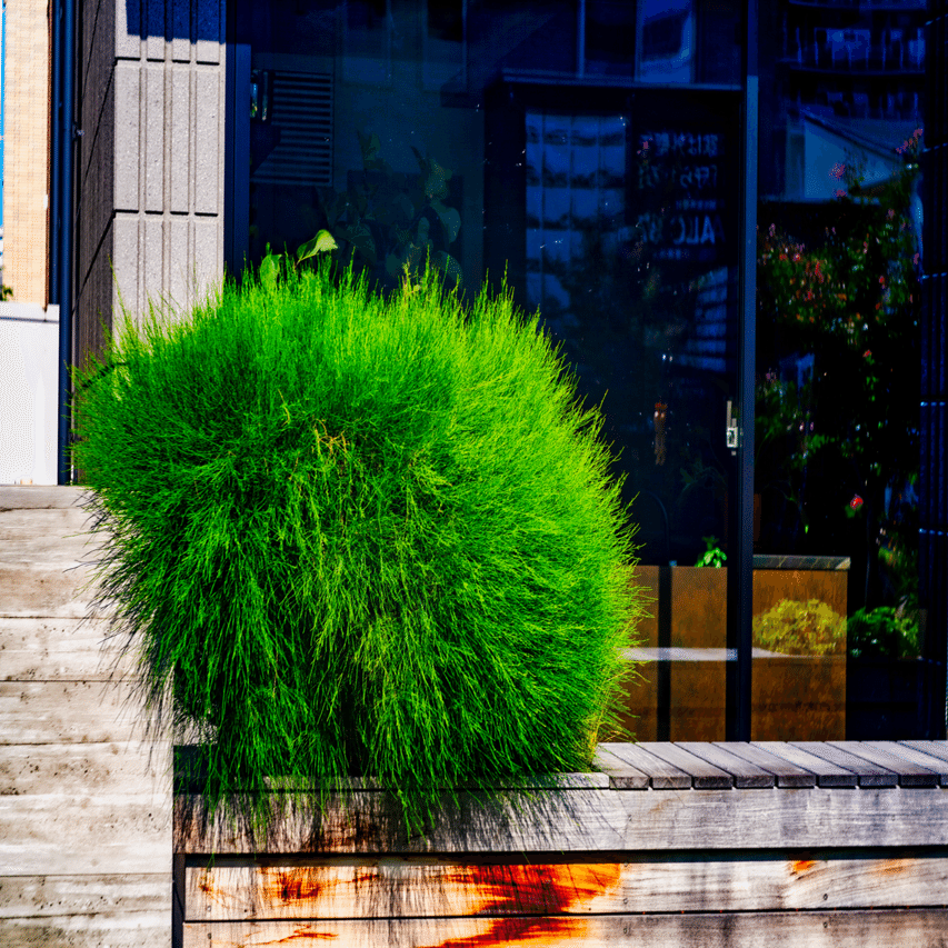 Old Lens Tomioka TRI-Lausar 80mm F3.5｜Yoshiki77