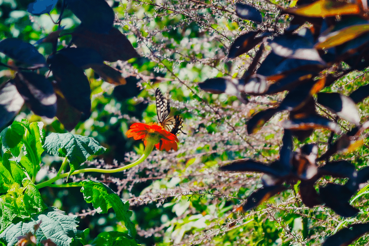 Old Lens Tomioka TRI-Lausar 80mm F3.5｜Yoshiki77