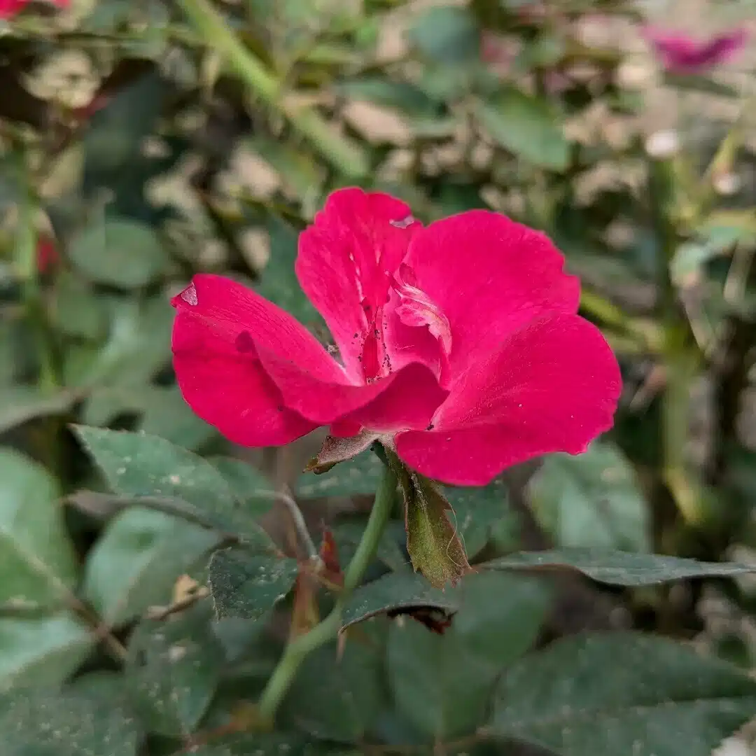花