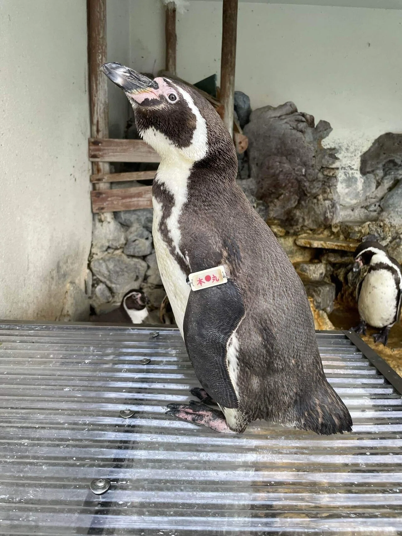 Thinking about penguin bones｜桂浜水族館 公式