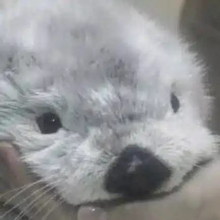 ときこ