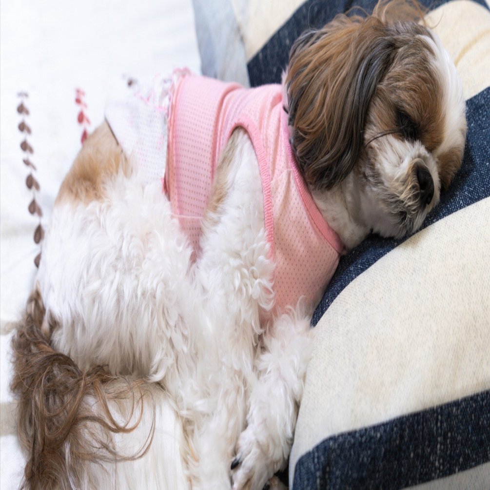 PhotoLog #163】ココちゃん寝る SONY α7CII / TAMRON 20-40mm F/2.8 Di