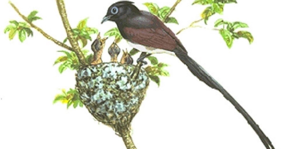 第619回 初めてのサンコウチョウ｜翆野 大地