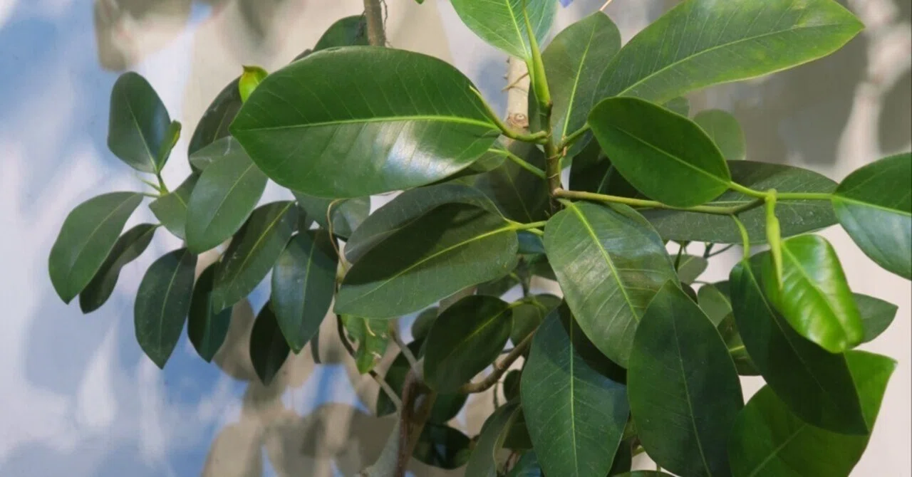 観葉植物 フランスゴム フィカス•ルビギノーサ♪ 112cm ♪