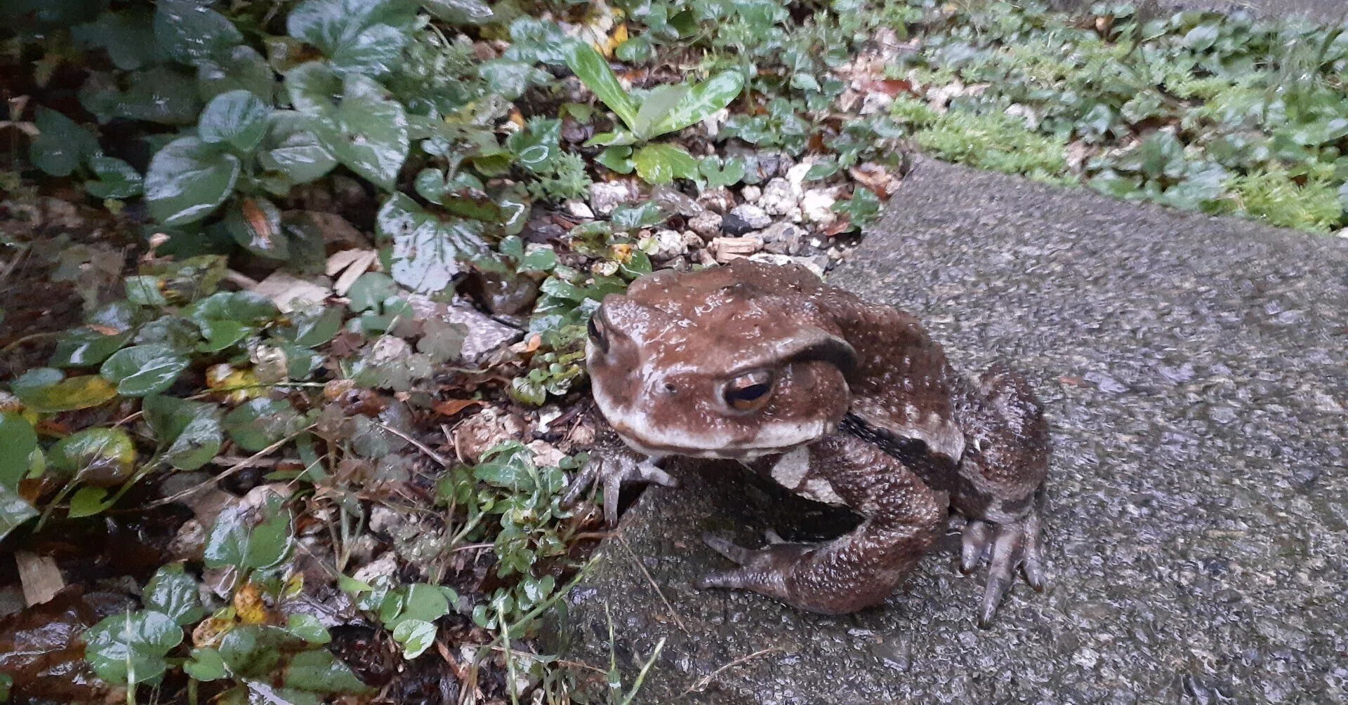 ガマガエル君との再会｜茶木寿夫