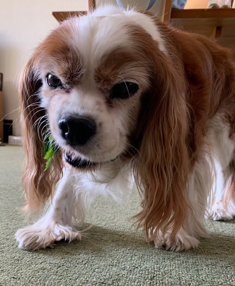 犬が落ちていた かまちゃん Note 犬が落ちていた かまちゃん Note