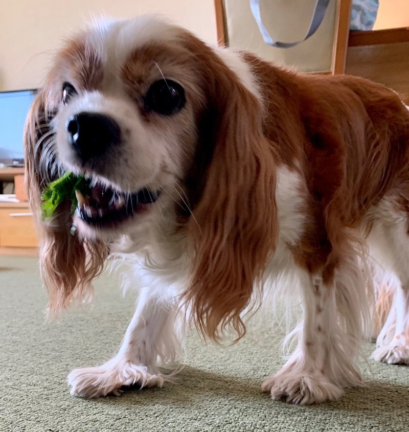 犬が落ちていた かまちゃん Note 犬が落ちていた かまちゃん Note
