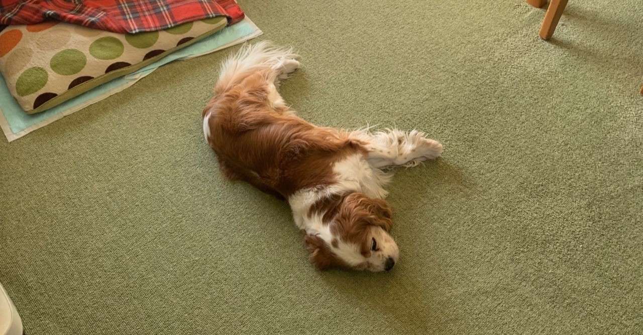 犬が落ちていた かまちゃん Note