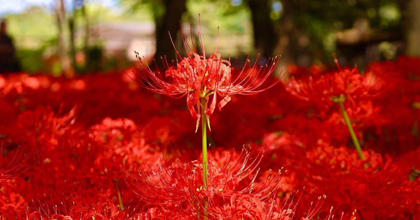 533e9da7410435912a11b252df1ace