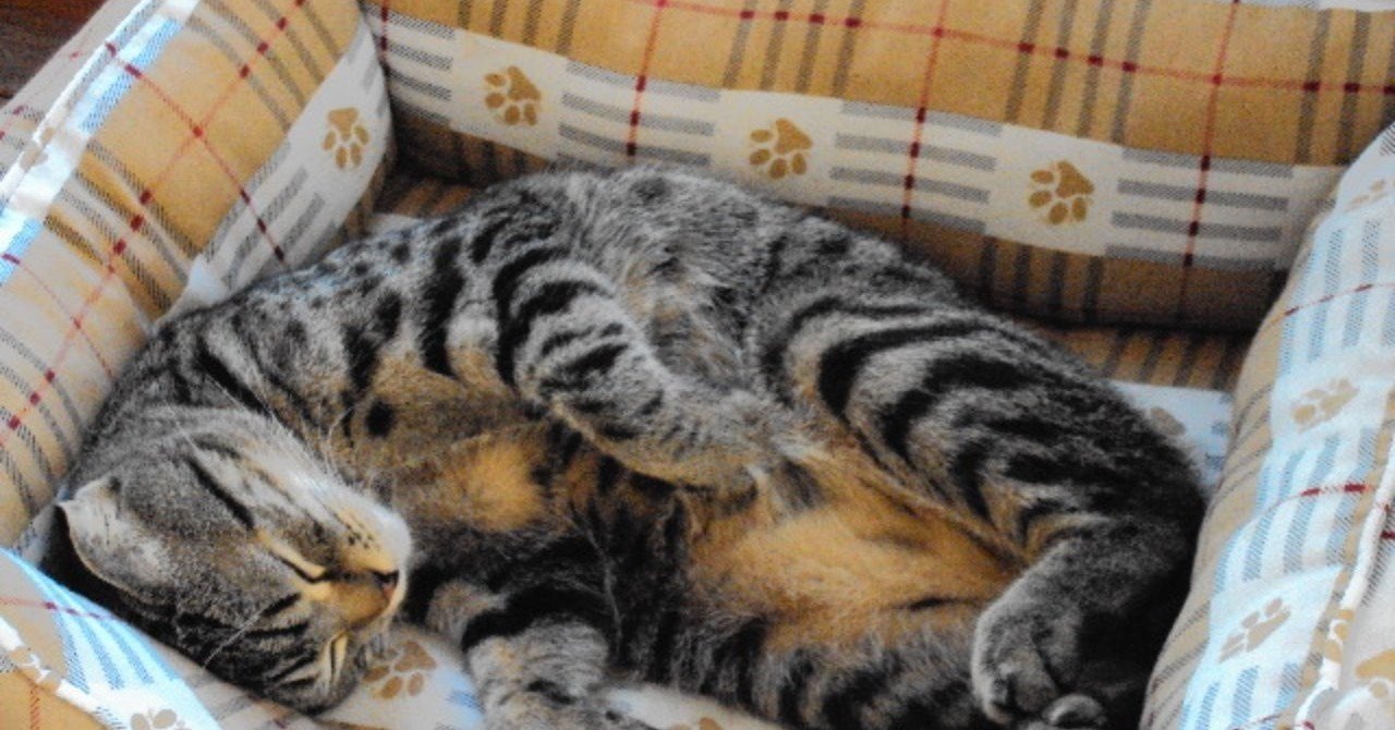 僕ァ本屋さんに走るよ一ノ関圭を求めて 樋口芽ぐむ Note 僕ァ本屋さんに走るよ一ノ関圭を求めて 樋口芽ぐむ Note