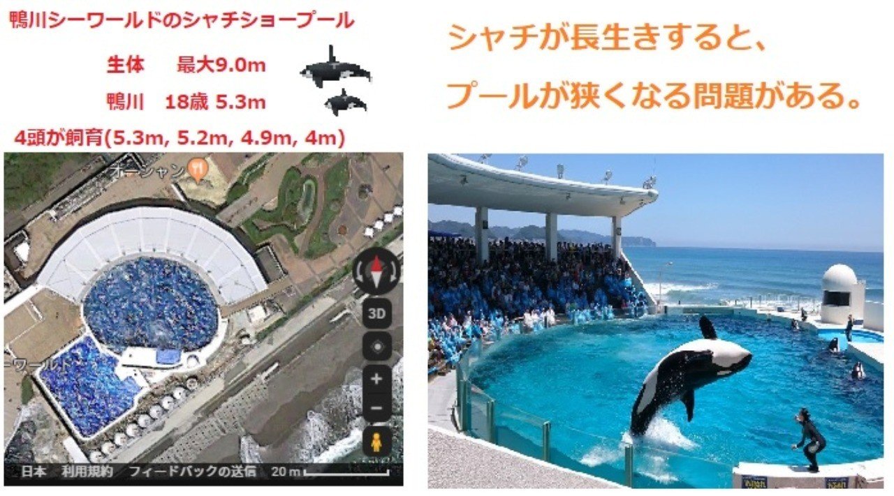 シャチが長生きすることの問題 Problems of killer whales