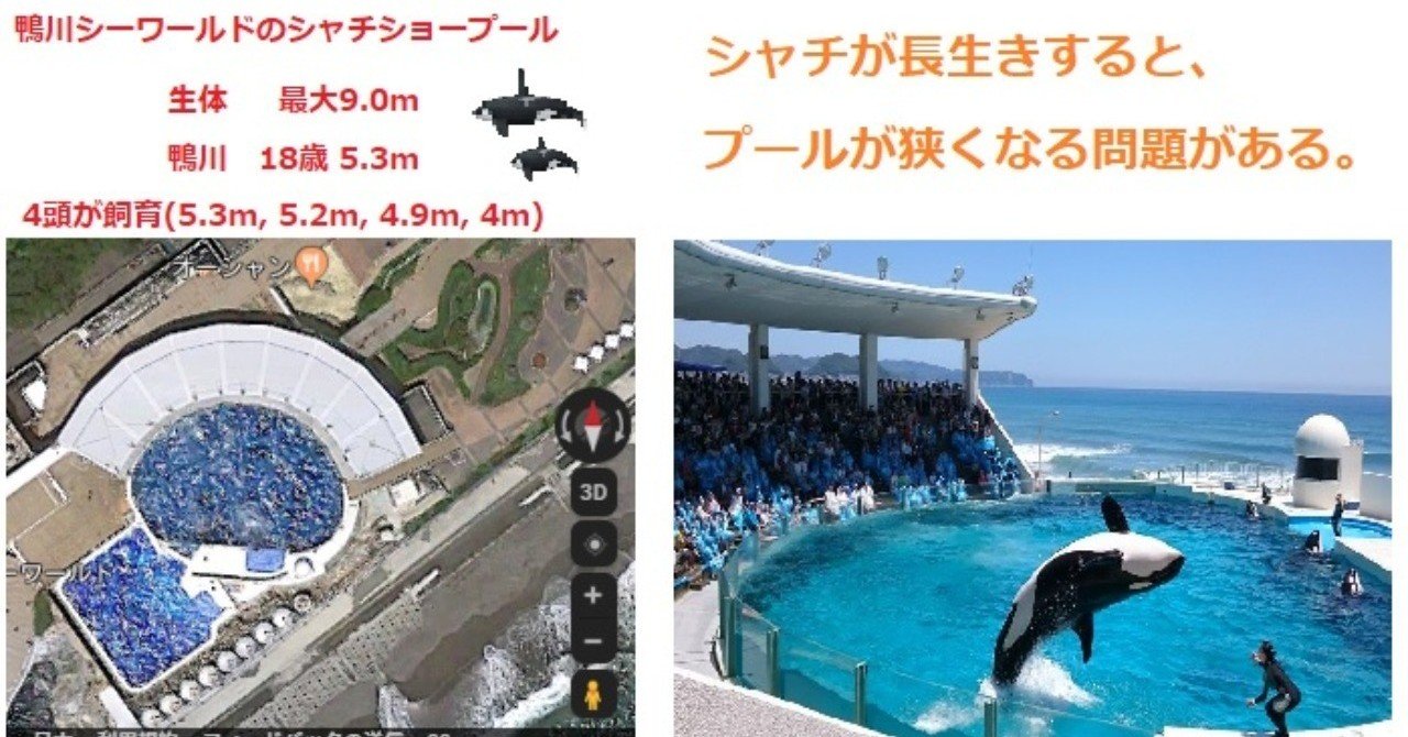 シャチが長生きすることの問題 Problems Of Killer Whales Living Longer In Pool Kobe Taro Note シャチが長生きすることの問題 Problems Of Killer Whales Living Longer In Pool Kobe Taro Note