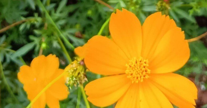 キバナコスモスの季節になってた｜haruka